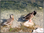 foto Lago di Misurina